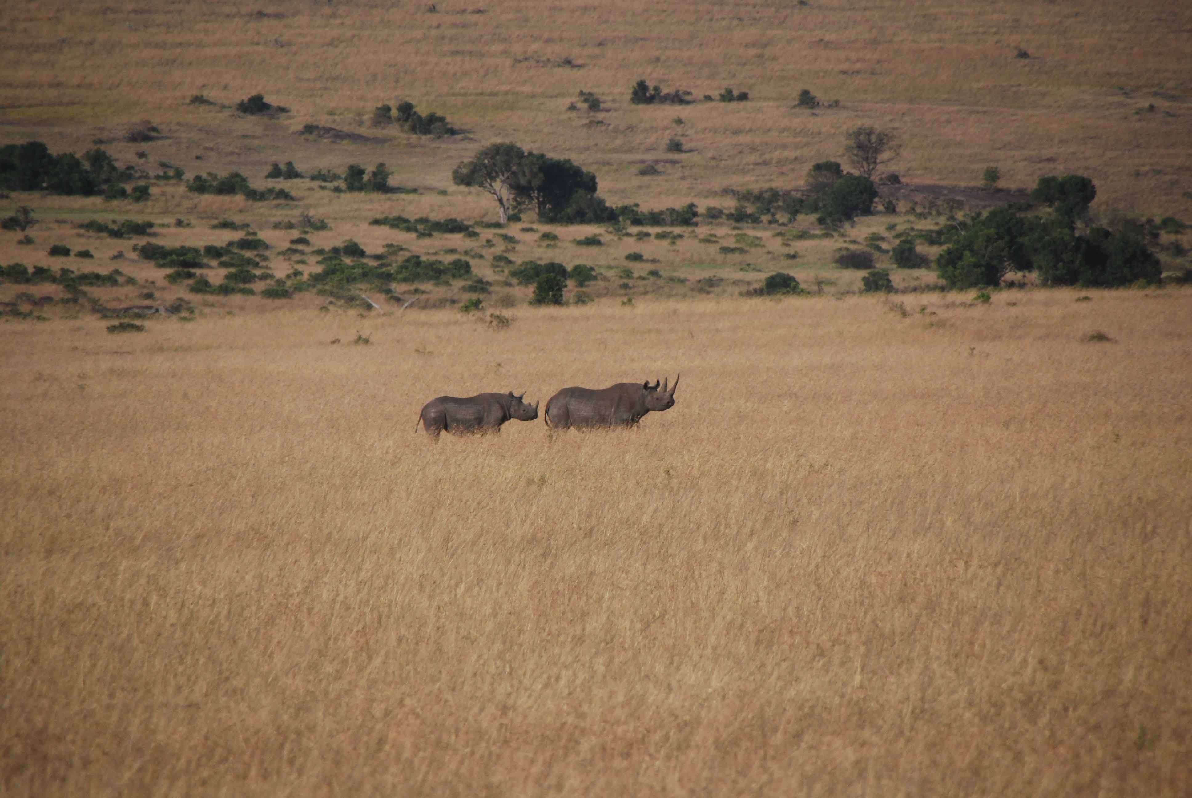 7 guepardos, 2 rinos con mal genio y un leopardo - Regreso al Mara - Kenia (8)